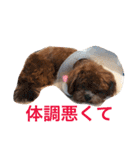 チョコ❶（個別スタンプ：28）