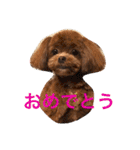 チョコ❶（個別スタンプ：35）