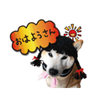 柴犬 LEO（個別スタンプ：1）