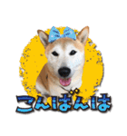 柴犬 LEO（個別スタンプ：2）