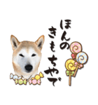 柴犬 LEO（個別スタンプ：3）