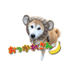 柴犬 LEO（個別スタンプ：5）