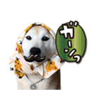 柴犬 LEO（個別スタンプ：6）