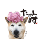 柴犬 LEO（個別スタンプ：7）