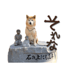 柴犬 LEO（個別スタンプ：8）