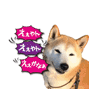 柴犬 LEO（個別スタンプ：9）