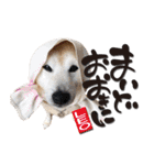 柴犬 LEO（個別スタンプ：10）