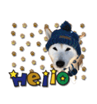 柴犬 LEO（個別スタンプ：11）