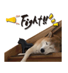 柴犬 LEO（個別スタンプ：13）