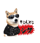 柴犬 LEO（個別スタンプ：14）
