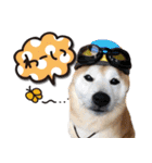 柴犬 LEO（個別スタンプ：15）