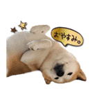柴犬 LEO（個別スタンプ：16）