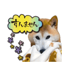 柴犬 LEO（個別スタンプ：17）