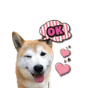 柴犬 LEO（個別スタンプ：18）