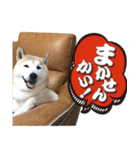 柴犬 LEO（個別スタンプ：19）