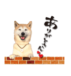 柴犬 LEO（個別スタンプ：20）