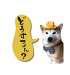柴犬 LEO（個別スタンプ：21）