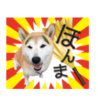 柴犬 LEO（個別スタンプ：22）