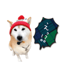 柴犬 LEO（個別スタンプ：23）