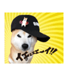 柴犬 LEO（個別スタンプ：24）