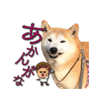 柴犬 LEO（個別スタンプ：25）