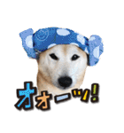 柴犬 LEO（個別スタンプ：28）