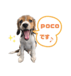 coco＆poco（個別スタンプ：15）