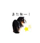 ちょちおスタンプ（個別スタンプ：11）
