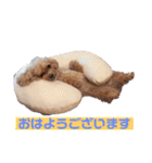 まろわた4（個別スタンプ：1）