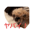 まろわた4（個別スタンプ：6）