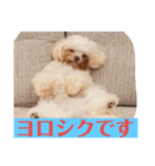 まろわた4（個別スタンプ：10）