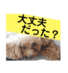 まろわた4（個別スタンプ：11）