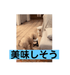 まろわた4（個別スタンプ：23）