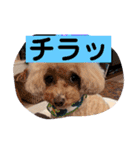 まろわた4（個別スタンプ：33）