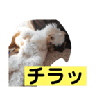 まろわた4（個別スタンプ：34）