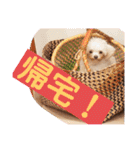 まろわた4（個別スタンプ：36）