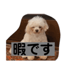 まろわた4（個別スタンプ：37）