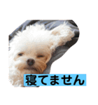 まろわた4（個別スタンプ：38）