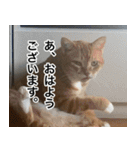 猫好きさんの為の可愛い猫スタンプ（個別スタンプ：1）