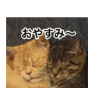 猫好きさんの為の可愛い猫スタンプ（個別スタンプ：2）