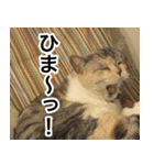 猫好きさんの為の可愛い猫スタンプ（個別スタンプ：3）