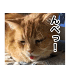 猫好きさんの為の可愛い猫スタンプ（個別スタンプ：4）