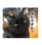 猫好きさんの為の可愛い猫スタンプ（個別スタンプ：5）