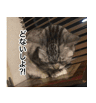 猫好きさんの為の可愛い猫スタンプ（個別スタンプ：6）