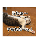 猫好きさんの為の可愛い猫スタンプ（個別スタンプ：7）