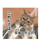 猫好きさんの為の可愛い猫スタンプ（個別スタンプ：8）