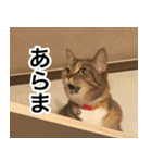 猫好きさんの為の可愛い猫スタンプ（個別スタンプ：10）