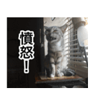 猫好きさんの為の可愛い猫スタンプ（個別スタンプ：11）