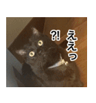 猫好きさんの為の可愛い猫スタンプ（個別スタンプ：12）