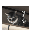 猫好きさんの為の可愛い猫スタンプ（個別スタンプ：13）